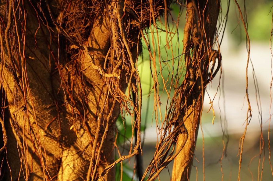 1523685419112299.png 《落日余晖》 作者:花开见佛.png