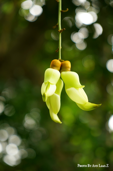 1523685427210615.png 《禾雀花》 作者:Ann Liao.png