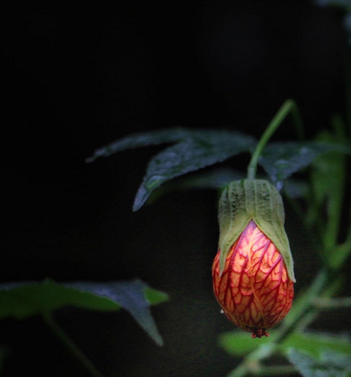 《含苞待放》作者：严健荣 副本.jpg