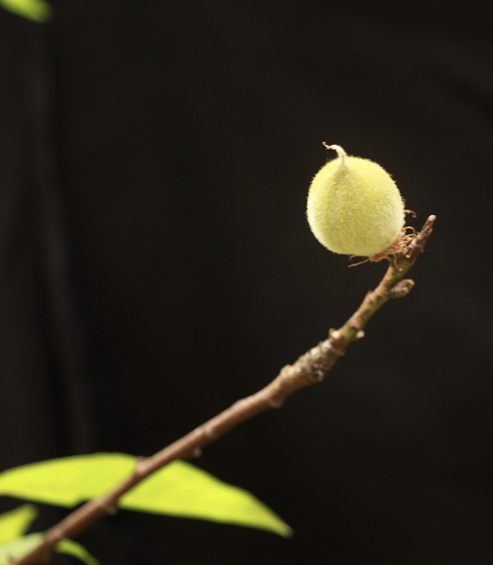 《春芽》作者：暖阳 副本.jpg