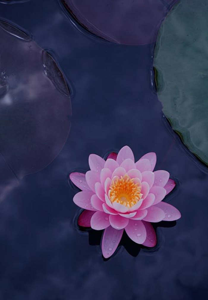 《出水芙蓉》作者：Ann 廖 副本.jpg