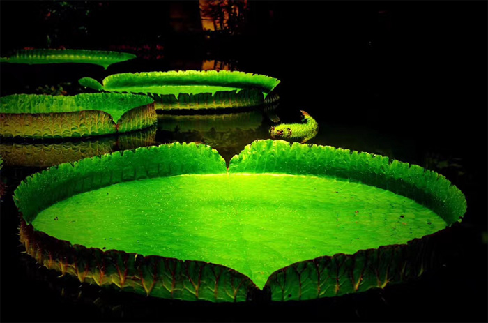 1532759126398857.jpg 1524290708202972 副本.jpg