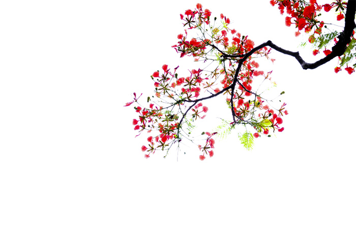 1533106345816187.jpg 《凤凰展夏1》作者 行者 副本.jpg