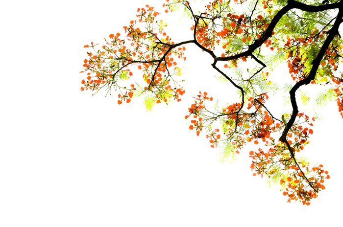 1533106352677645.jpg 《凤凰展夏2》作者 行者 副本.jpg