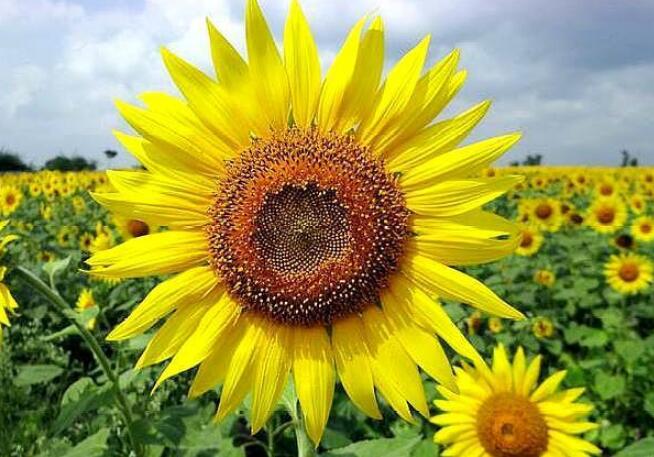 1649309973369109.jpg 1.jpg